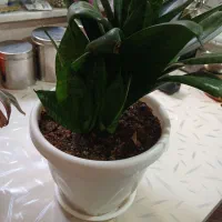 گل طبیعی|گل و گیاه طبیعی|کرمانشاه, |دیوار