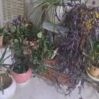 گلدان|گل و گیاه طبیعی|خمینی‌شهر, |دیوار