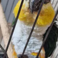 طوطی کایک نر پنج ساله