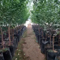 فروش گل و‌گیاه و مرکبات پیوندی|خدمات باغبانی و درختکاری|گتوند, |دیوار