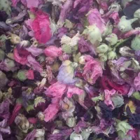 گیاه دارویی گل ختمی