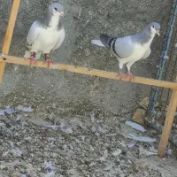 معاوضه با بخاری جاروبرقی.یاانگشتر