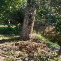 باسلام خدمت عزیزان خریدار چوب هستم بابالاترین قیمت|خدمات باغبانی و درختکاری|سبزوار, قلعهنو دهزار|دیوار