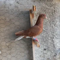 چند عدد بهبهانی|پرنده|فسا, |دیوار