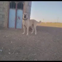 حیوان خانگی