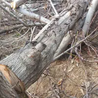 هرس علمی واصولی