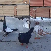 کبوتر تهرانی و لوتی|پرنده|باسمنج, |دیوار