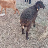 دو عدد بره ماده