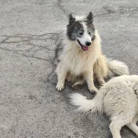 سامویید. سامویید نر . gray samoyed|سگ|اصفهان, مرداویج|دیوار