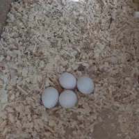 دو جفت عروس هلندی مولد|پرنده|محمدشهر, کوی بهار|دیوار