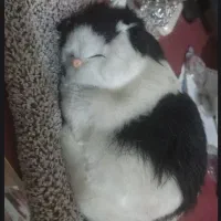 عروسک گربه موزیکال
