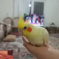خانواده عروس هلندی