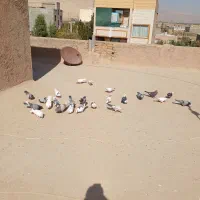 کبوتر|پرنده|گرمسار, |دیوار