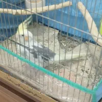 فروش عروس هلندی سخن گو