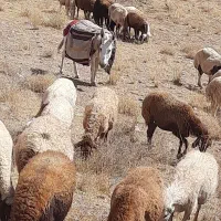 خرماده گلگی به شرط همچی|حیوانات مزرعه|کوهسرخ, |دیوار