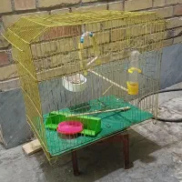 عروس پاریس ۸ ماهه سینامون نیمه دستی|پرنده|اهواز, فرهنگ شهر|دیوار