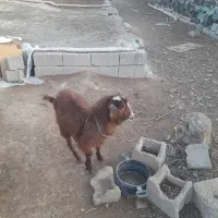 یک بز دارم ۱۰ میلیون نر هست|حیوانات مزرعه|صباشهر, |دیوار