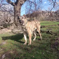 واگذاری|سگ|سراب, |دیوار