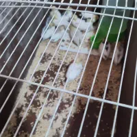 بلدرچین مینیاتوری|پرنده|قائن, |دیوار