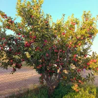 فروش سیب درختی شهرک یاغبستلو