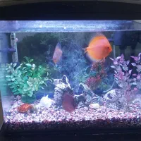 آکواریوم با قیمت فوق العاده|ماهی|رشت, آزادگان|دیوار