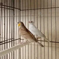 فنچ طوطیوار ، گلو بریده ، ماسکت ، پارسون