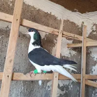 کبوتر رنگی سیاپوش شیرازی|پرنده|قزوین, |دیوار