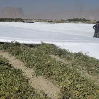 کاور (فوم)کشاورزی