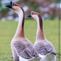 قوغاز تخم گذار