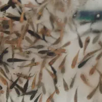 ماهی مولی درشت|ماهی|قم, شهرک سازمان آب|دیوار