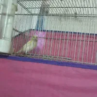 فروش قناری معاوضه با سهره خاکی