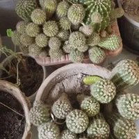 گل آپارتمانی