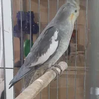 عروس هلندی|پرنده|اندیشه, شهرک مریم|دیوار