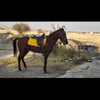اسب|اسب و تجهیزات اسب‌سواری|شیراز, حومه شیراز|دیوار