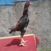 خروس اوشامو