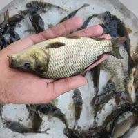 انواع بچه ماهی//کپور و آمور امساله