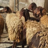 گوسفند داشتی