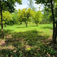 فروش زمین ۲۲۰۰ متری باغی ،گلخانه،طبیعت/آناملک|فروش زمین و ملک کلنگی|رشت, منظریه|دیوار