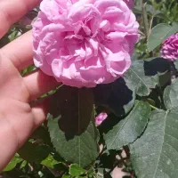 گل محمدی تازه