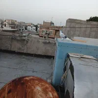 کبوتر|پرنده|الوند, |دیوار