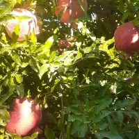 انار|خوردنی و آشامیدنی|کوهنانی, |دیوار