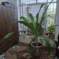 فروش گل سوسن۱۵ساله