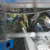 مرغ عشق بالغ جفت۴۰۰.  جوجه ۹ تا ۱۵۰ هزار