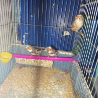 فنچ به شرط ...زیر قیمت