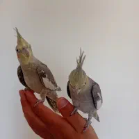 عروس هلندی|پرنده|محمدشهر, شهرک پیام (مهرالبرز)|دیوار