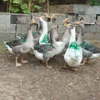 غاز محلی زنده ۶ماهه نگهداری شده سالم