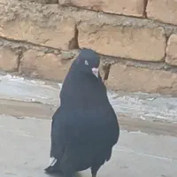 کفتر|پرنده|ازنا, |دیوار