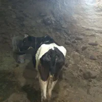 گاو دو رگه آبستن|حیوانات مزرعه|سارال, |دیوار