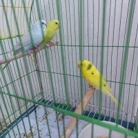 پرنده مرغ عشق قفس