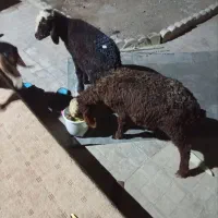 بره نر